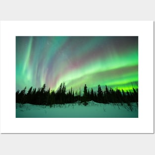 Rainbow Aurora Borealis in a Black Spruce Forest in Alaska Posters and Art